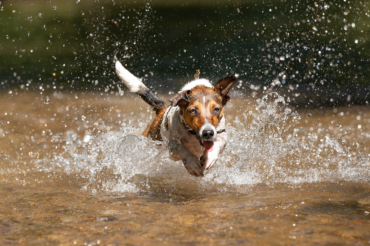 jack-russell-actiondog
