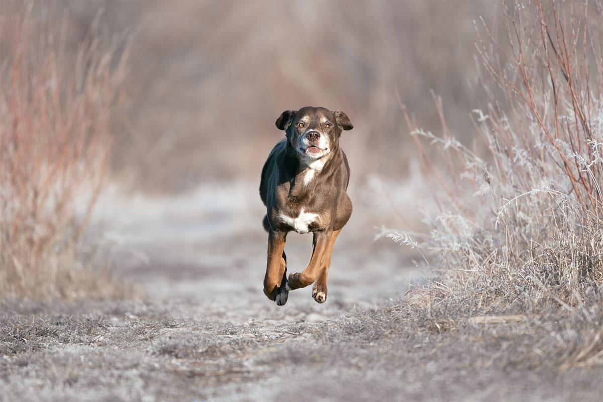 tierschutzhund-actiondog
